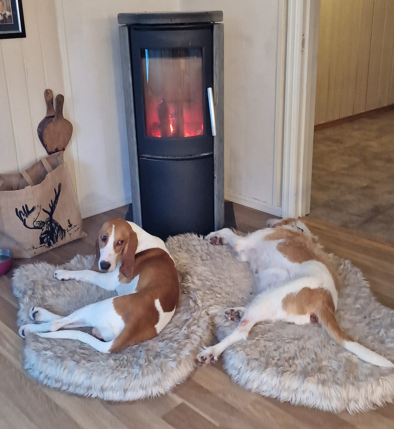 Customer photo review of ComfyRug Original - Hundeseng med premium memory foam