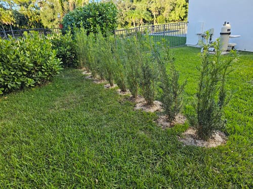 Customer photo review of Podocarpus