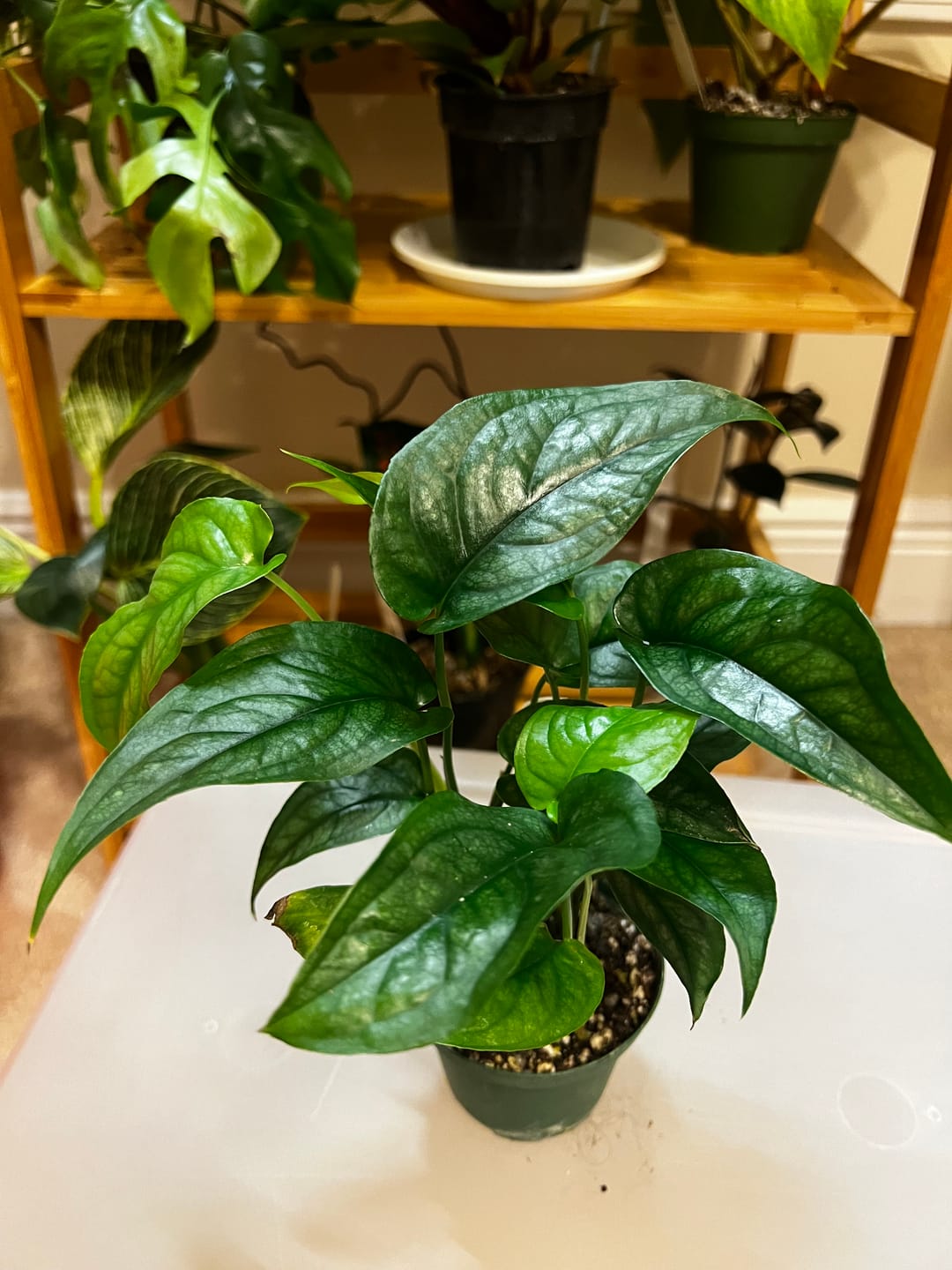 Customer photo review of Monstera siltepecana