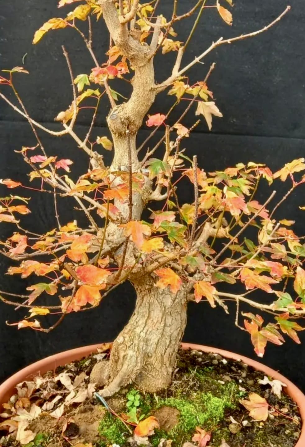 Customer photo review of NANOTEK CB® (DNA BONSAI 2.0)