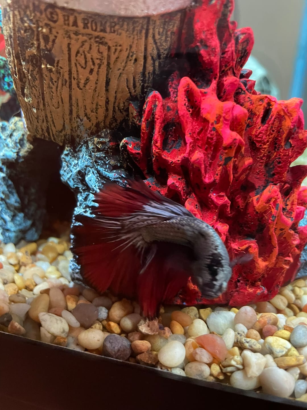 Customer photo review of Red Copper Halfmoon Male Betta Fish