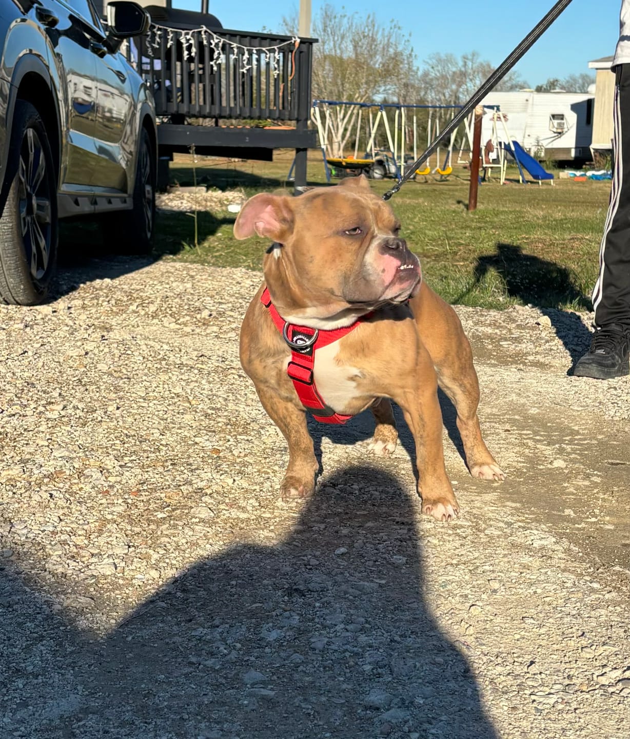 Customer photo review of TRI-Harness® | Anti-Pull, Adjustable & Durable - Dog Trainers Choice - Red v2.0