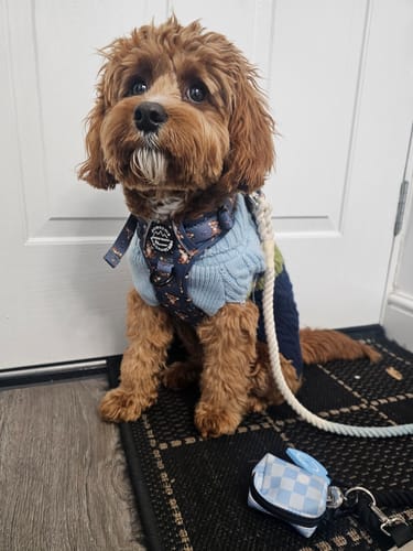 Customer photo review of Tough Trails™ Harness - Little Leo