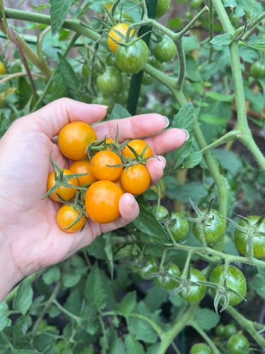 Customer photo review of Sun Gold Pole Cherry Tomato Seeds