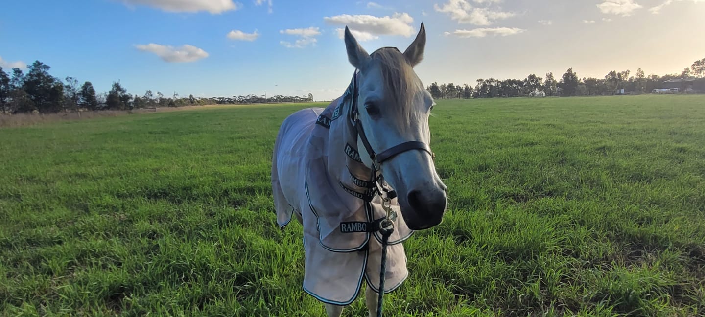 Customer photo review of Rambo Flybuster Vamoose NFZ