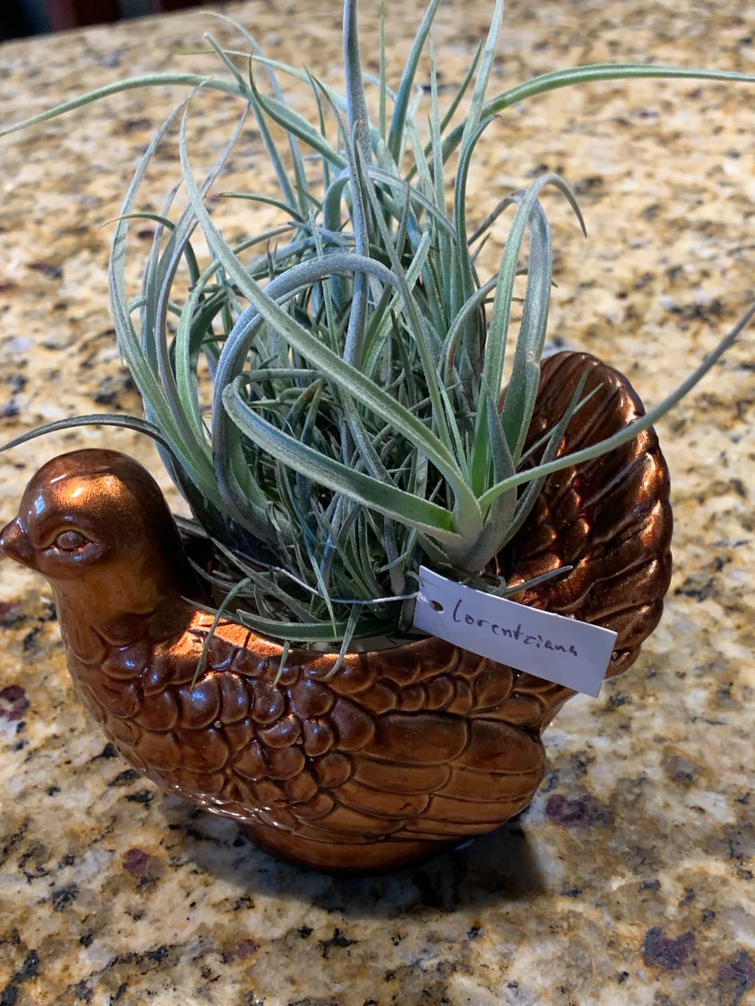 Customer photo review of Lorentziana Clump