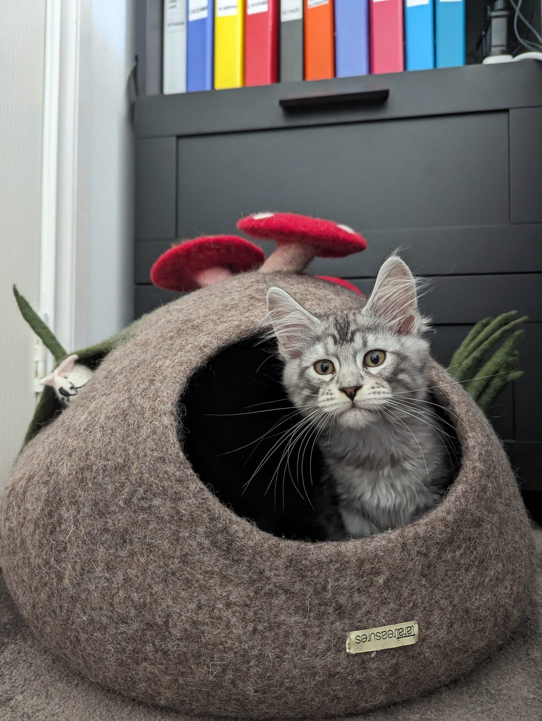 Customer photo review of Toadstool Cat Cave with Mouse Toy