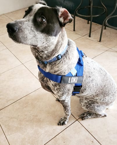 Customer photo review of Dog Harness | 35% Off