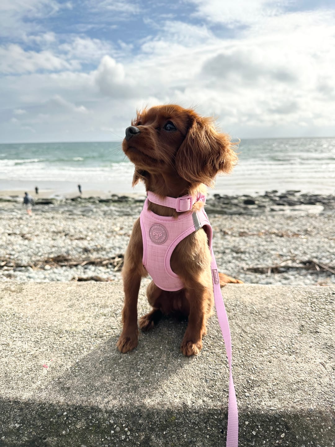 Customer photo review of Pawsome Pup Harness - Pink