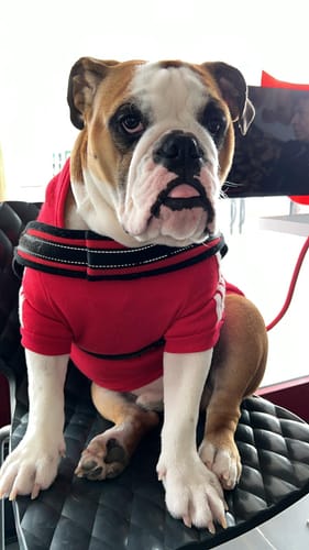 Customer photo review of Felpa "Adidog" Grigia Personalizzabile con nome