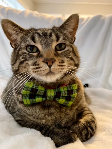 Tracy O. review of Green and Black Plaid Bow for Dog Collar and Cat Collar image 1 out of 1