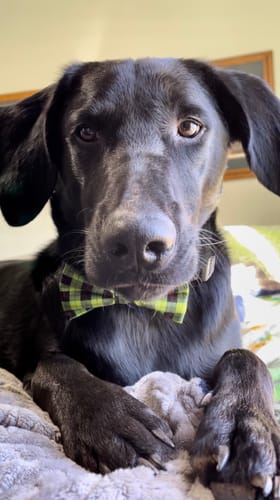 Customer photo review of Green and Black Plaid Bow for Dog Collar and Cat Collar