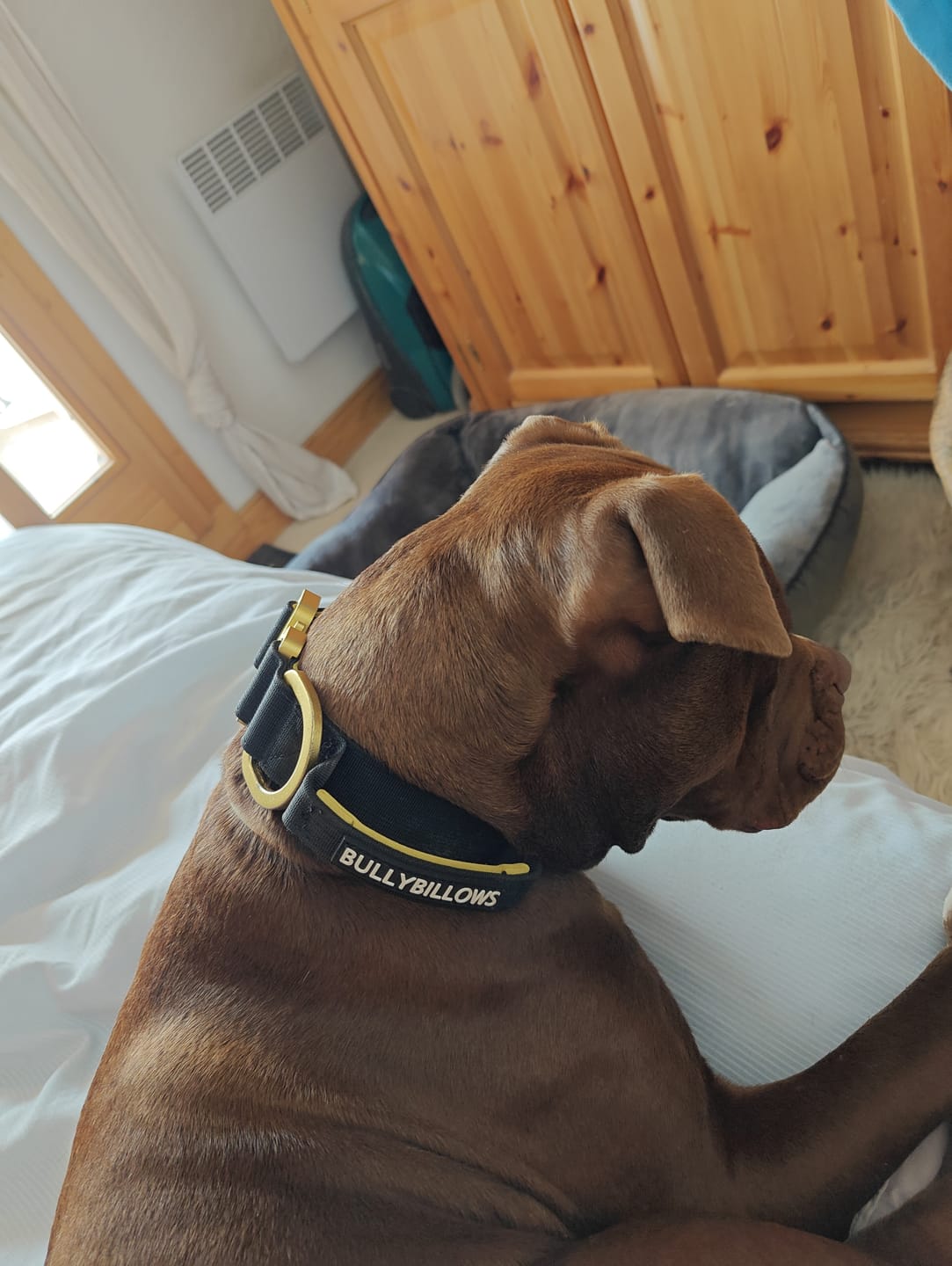Customer photo review of 4cm LIGHTER Combat® Collar | With Handle Rated Clip - Black, Yellow & Gold