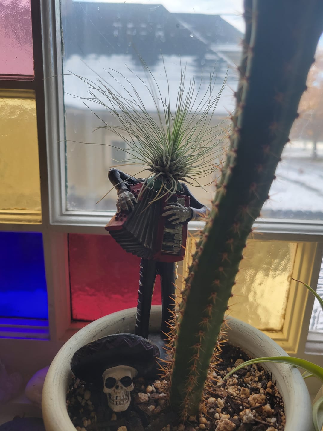 Customer photo review of 3 Air Plants & Fertilizer  Great Starter Mix