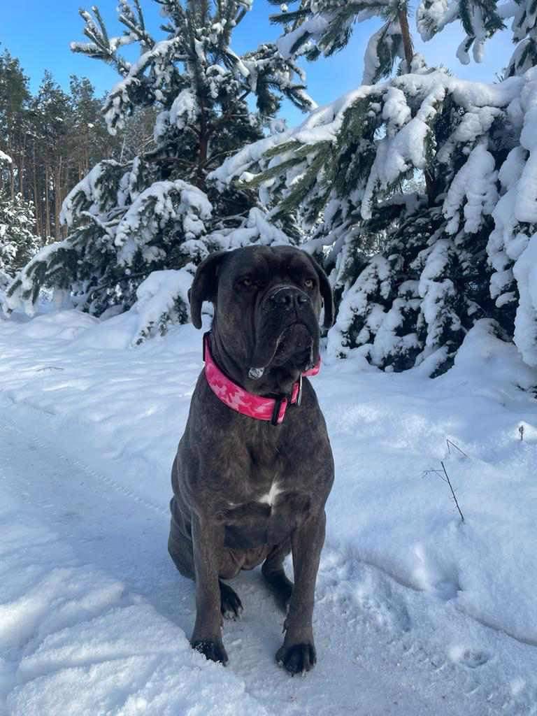 Customer photo review of 5cm Combat® Collar | With Handle & Rated Clip - Bubblegum v2.0