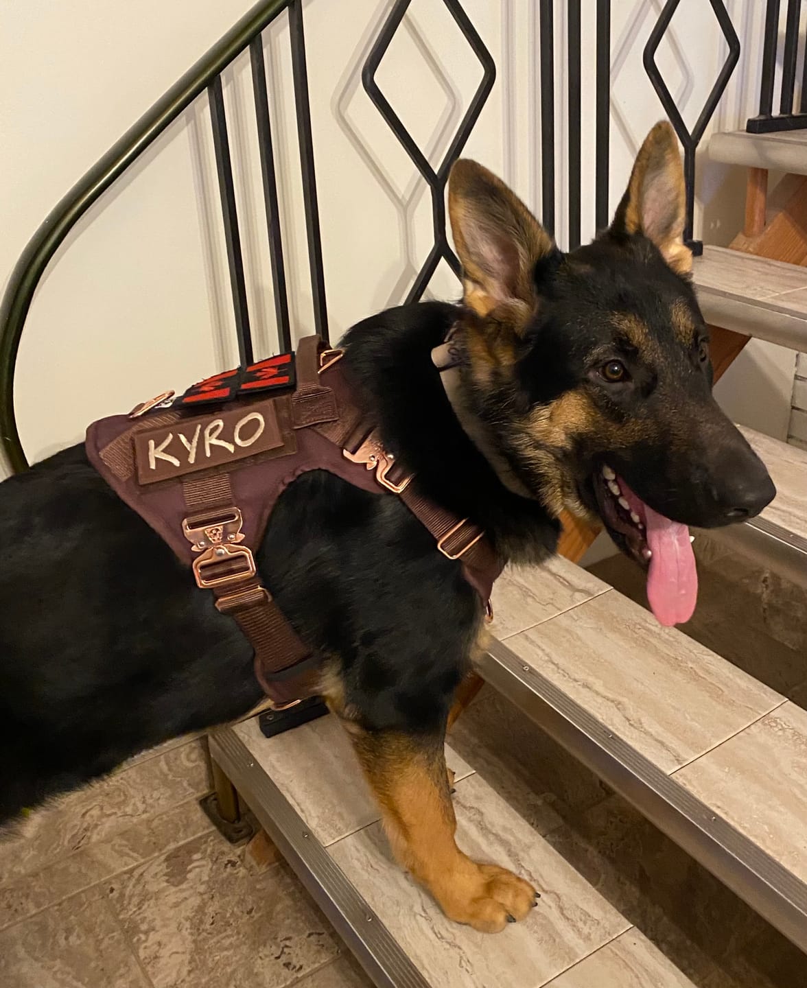 Customer photo review of HNTR 3.0 Dog Harness - Chocolate