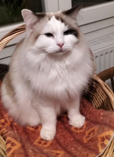 Avis photo d'un client sur Croquettes Chat Stérilisé Sans Céréales - Poulet
