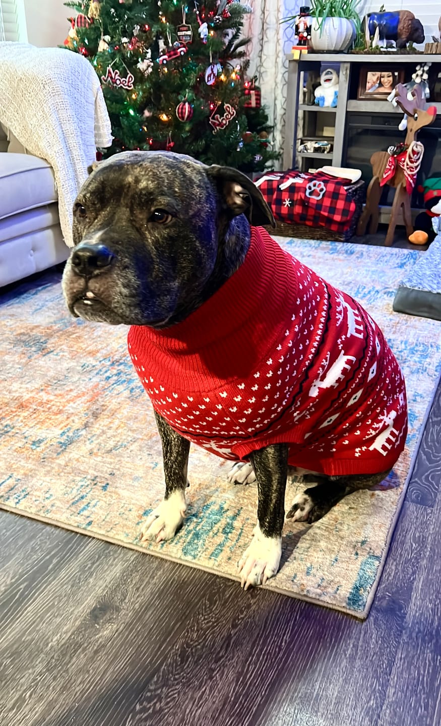 Customer photo review of Knit Christmas Dog Sweater - Dasher Red