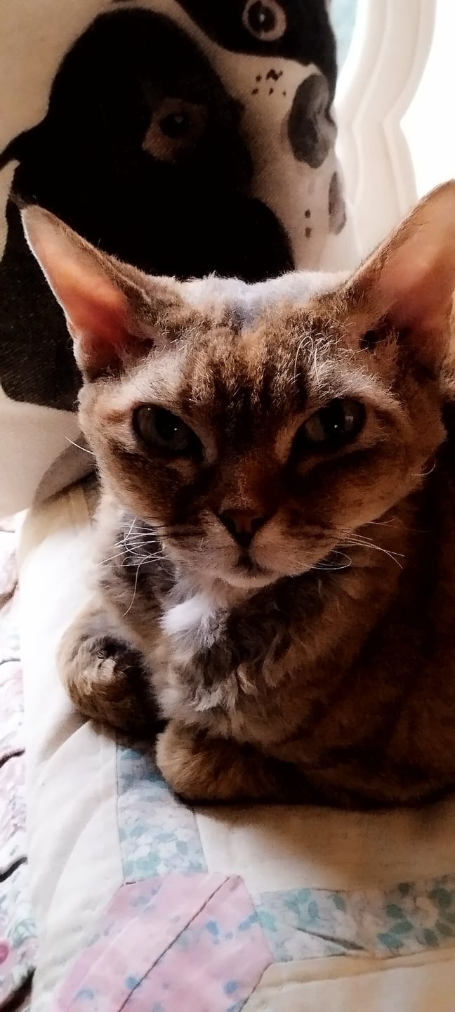 Customer photo review of Effilés au poulet, courges & agrumes (chat stérilisé et chat adulte)