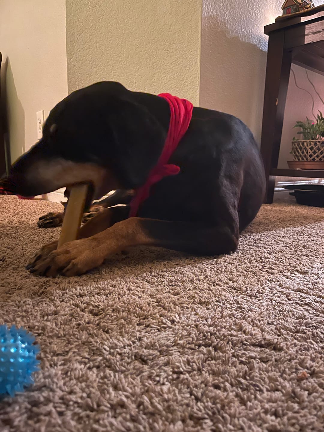 Customer photo review of Himalayan Yak Cheese Chew Dog Treat