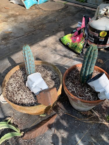 Customer photo review of Peruvian Torch Cactus | Trichocereus peruvianus | Echinopsis peruviana