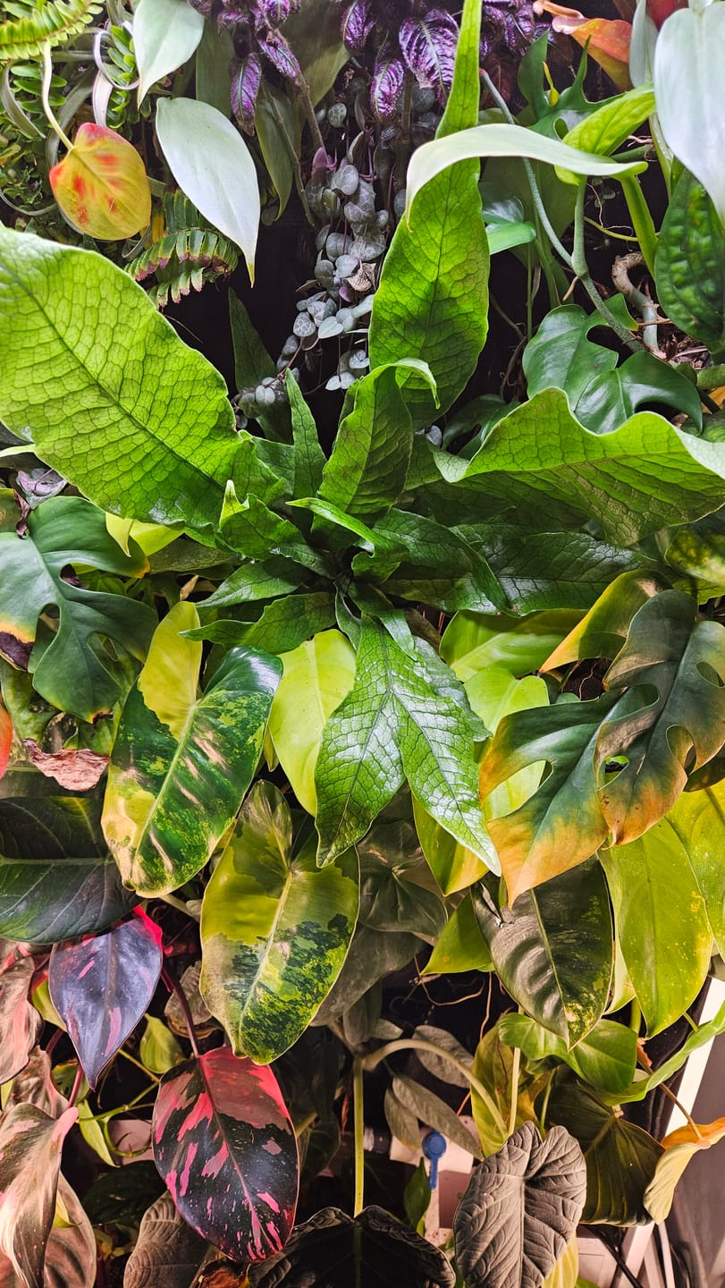 Customer photo review of Fern Microsorum musifolium 'Crocodyllus' "Crocodile"