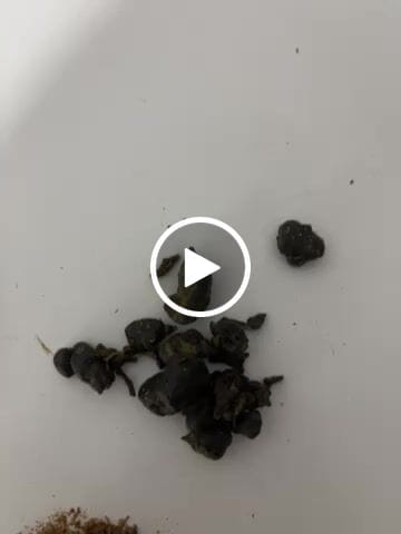 Customer video review of 🌙 🪨 Moonrocks x 55% HHC
