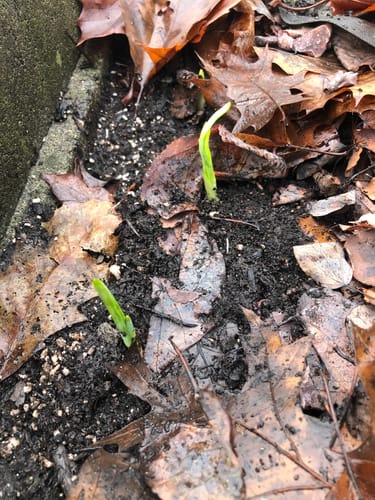 Customer photo review of GARLIC KIT