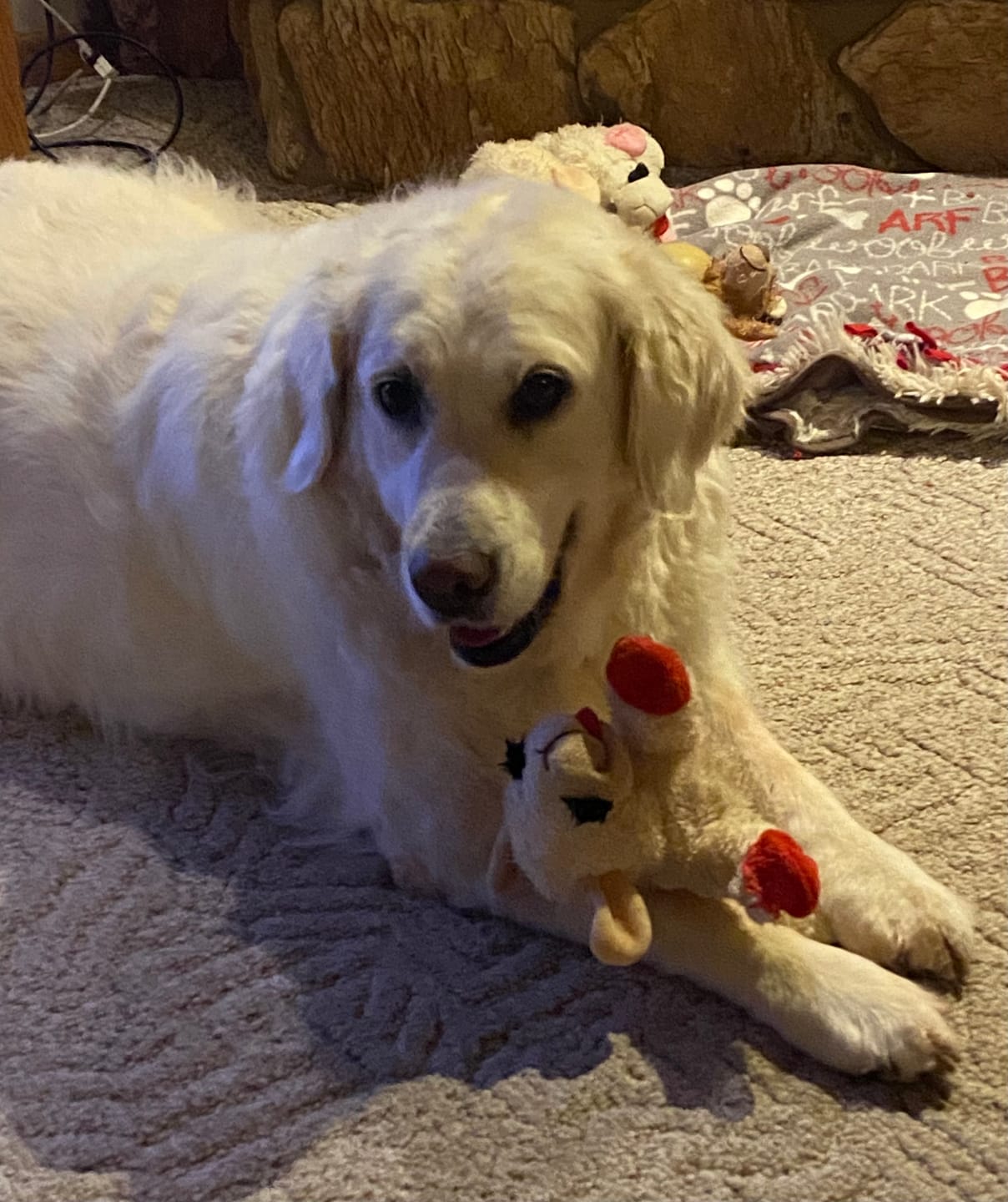 Customer photo review of Ear Infection & Itch Relief Treatment for Dogs and Cats - Helps Ear Problems such as Otitis, Lesions and Papules