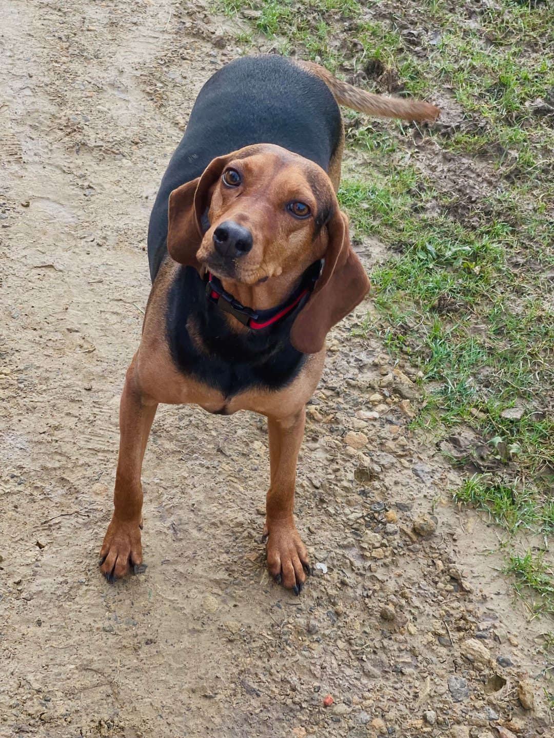 Customer photo review of Dog Lead Extender | Anti-Shock Bungee | Shoulder-Saver | Black