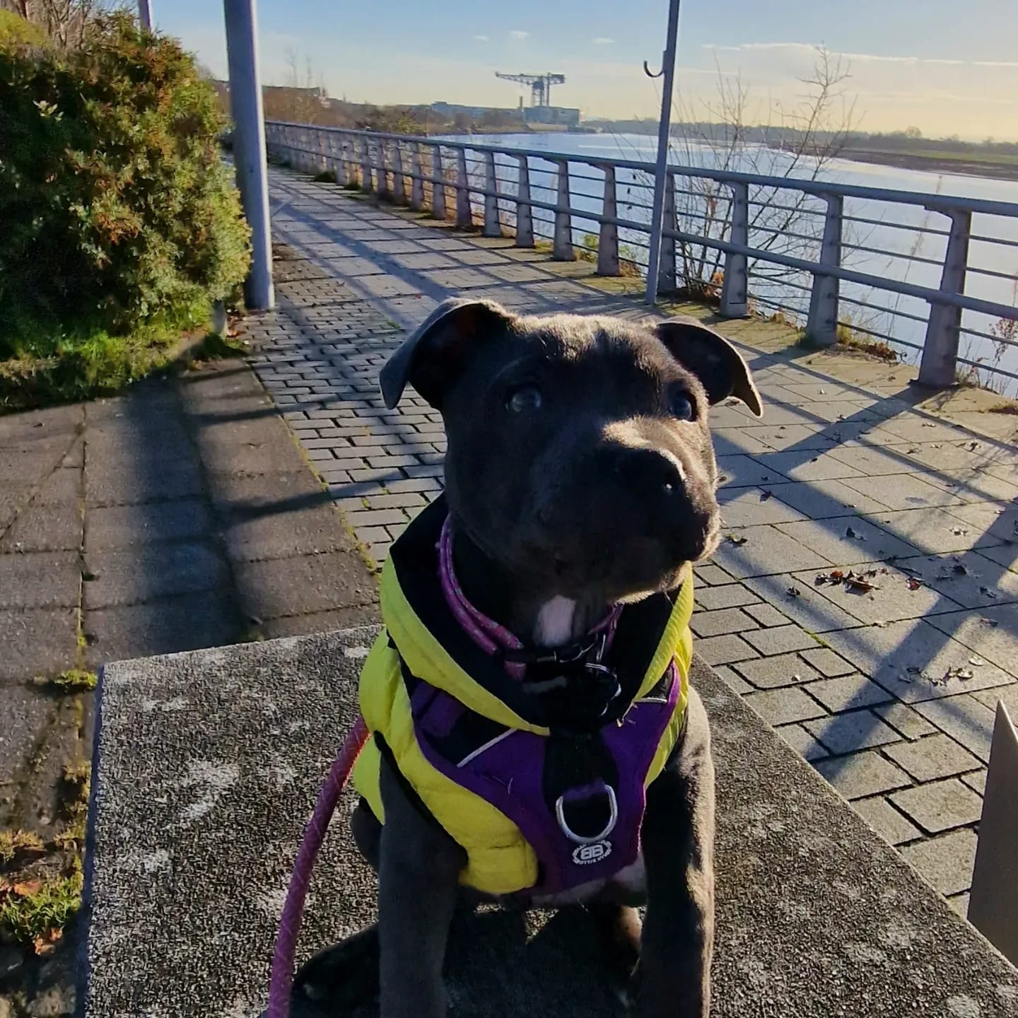 Customer photo review of Hurricane Harness - Non Restrictive, With Handle, Adjustable & Reflective - All Breeds - Purple