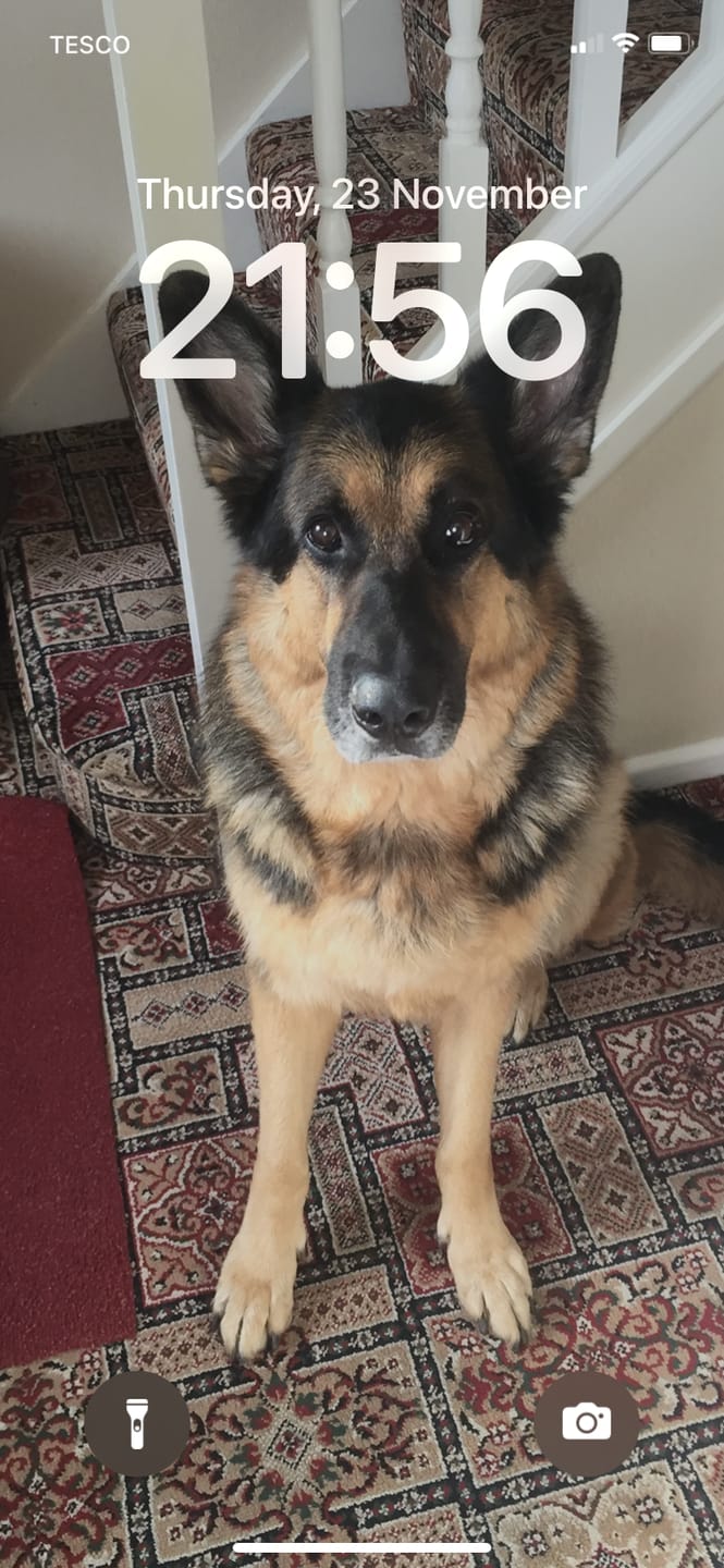 Customer photo review of English Duck Dry Food