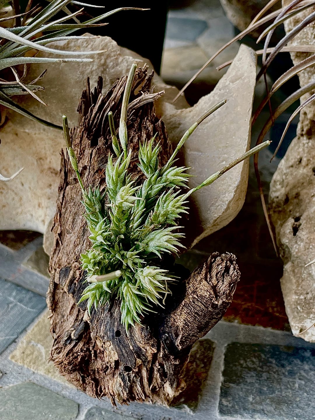 Customer photo review of Pedicellata Clump (Miniature Species)
