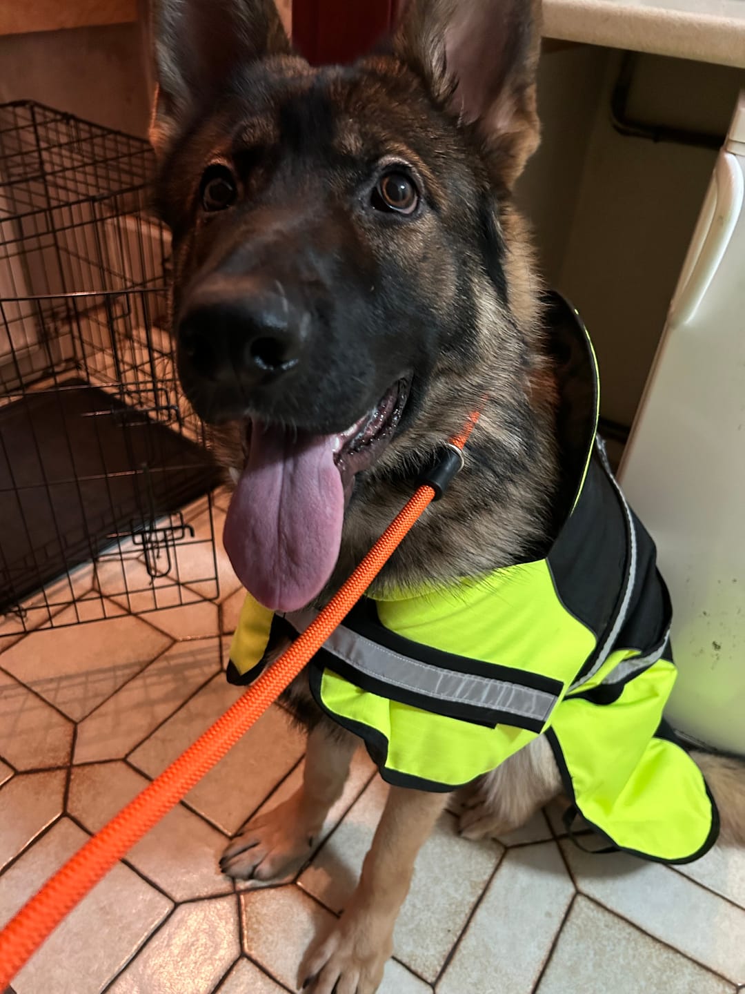 Customer photo review of Slip Lead | Anti-Pull & Anti-Choking Training Lead - Orange