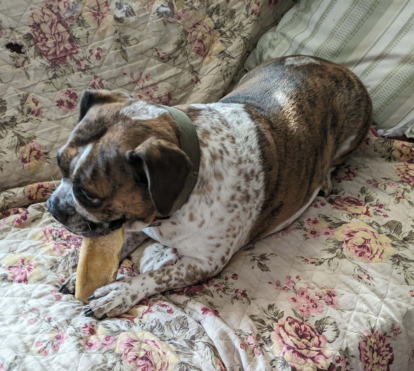 Customer photo review of Himalayan Yak Cheese Chew Dog Treat