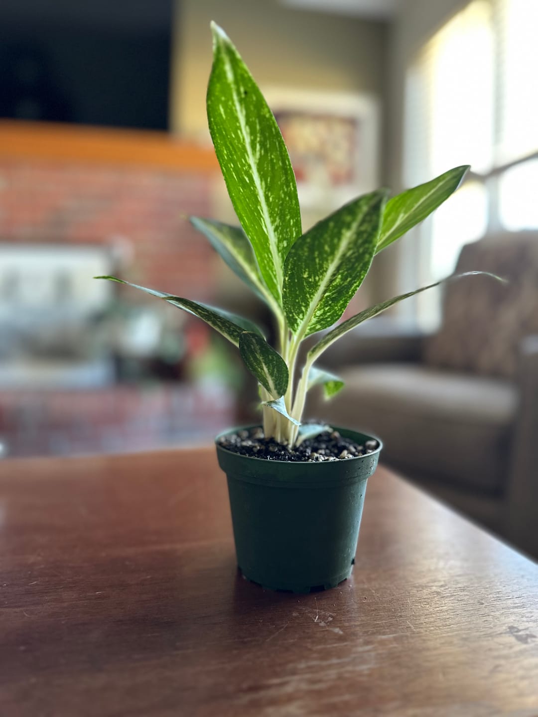 Customer photo review of Aglaonema 'White Rain'
