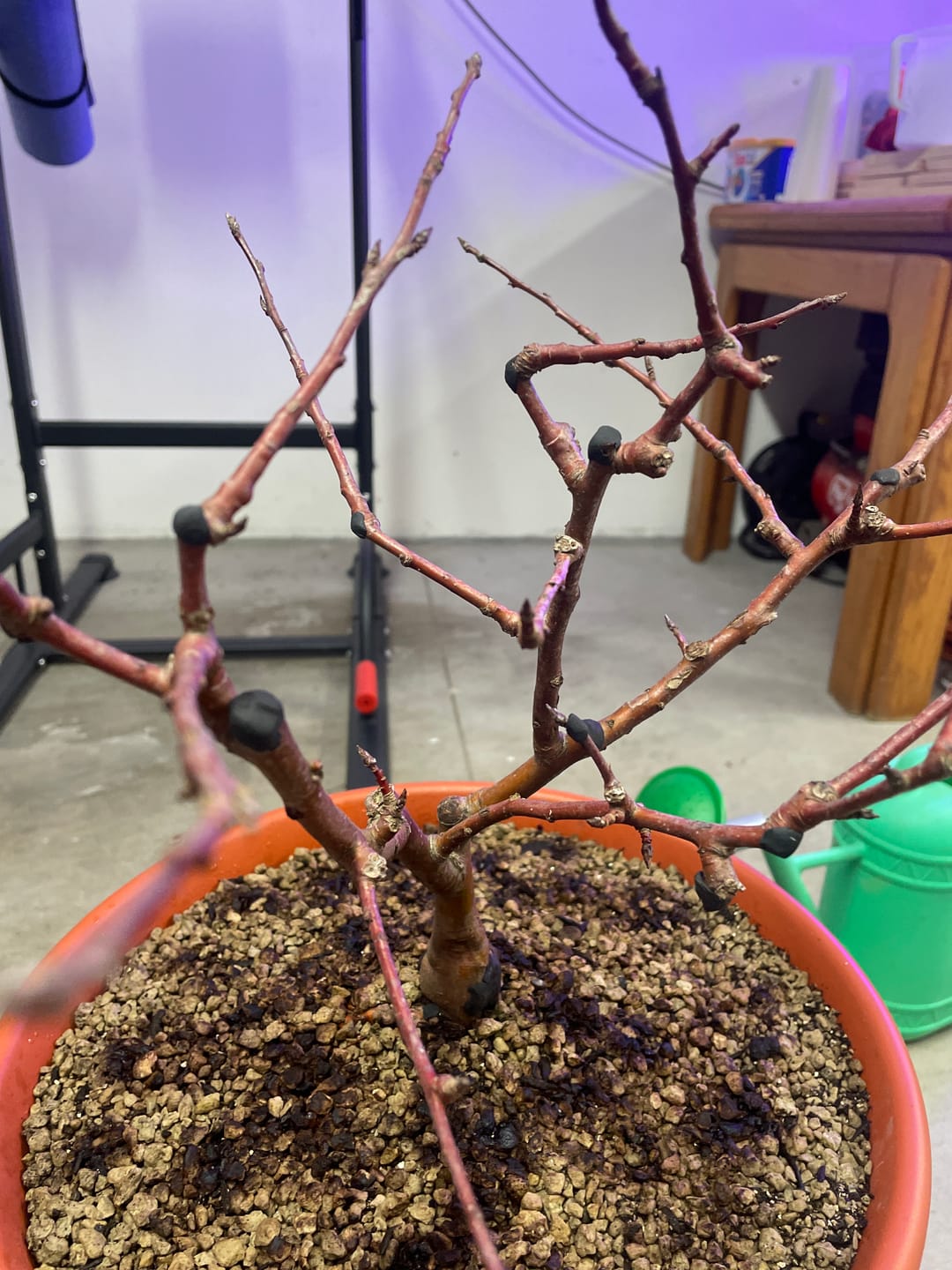 Customer photo review of BLOCK PRO 3.0 CB® MASTICE PROFESSIONALE PER BONSAI 400 gr
