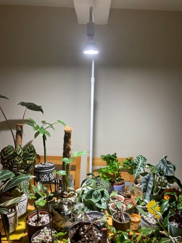 Customer photo review of Pianta Grow Light and Adjustable Floor Lamp Bundle