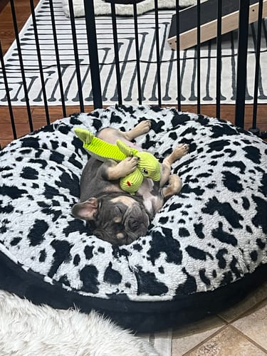 Customer photo review of Wibbleez - Stretch & Squeak