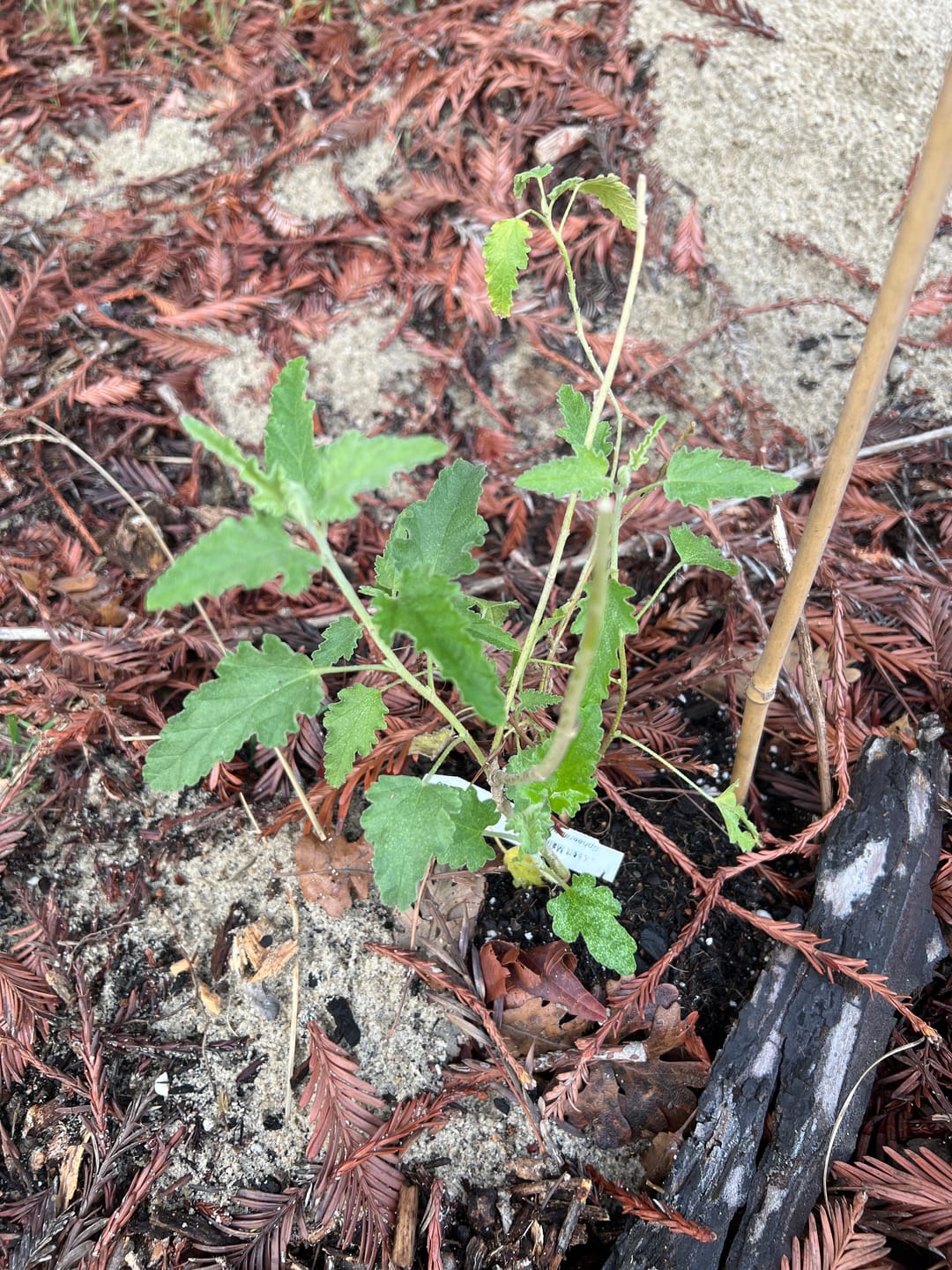 Customer photo review of Desert Mallow