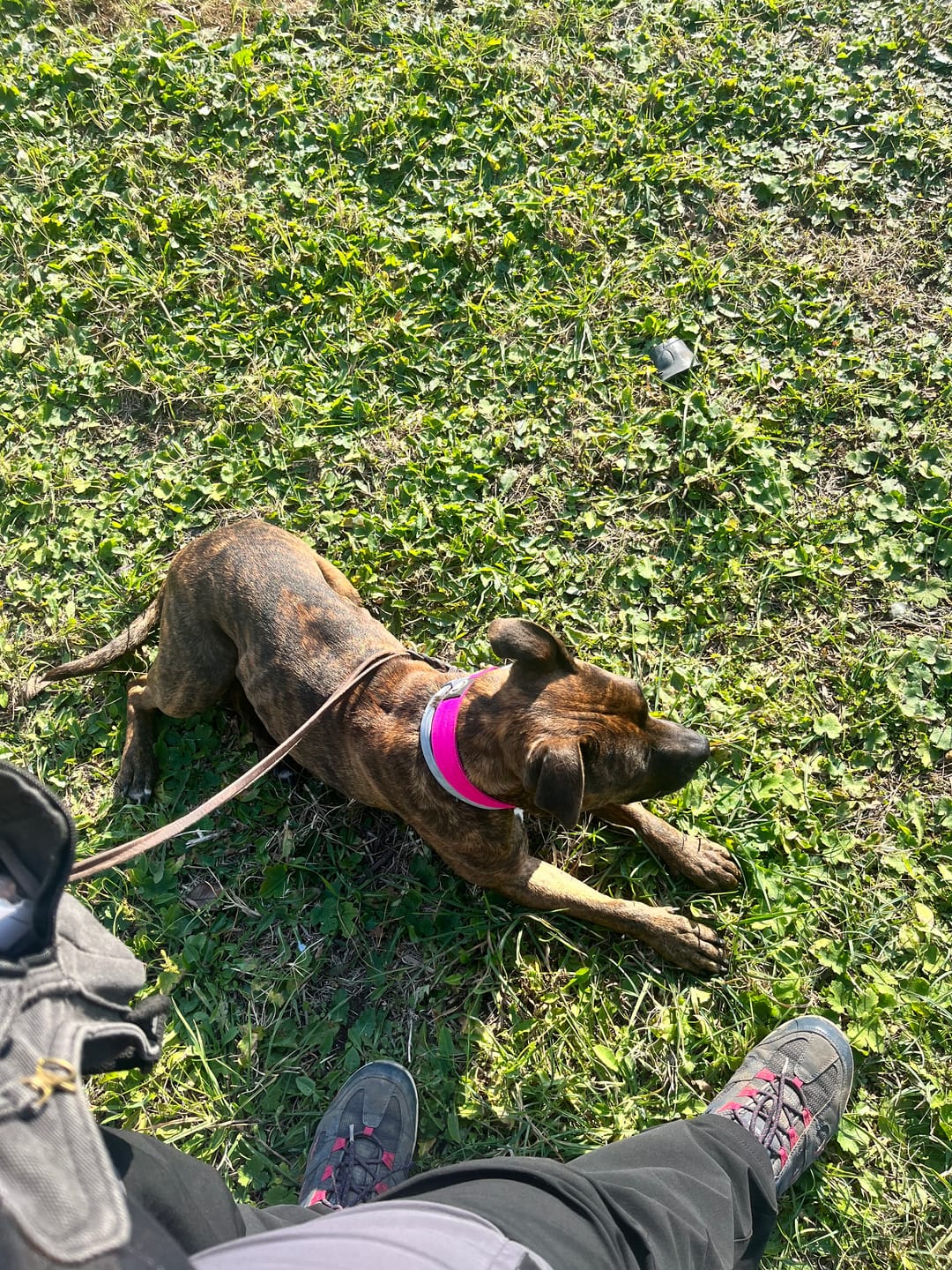 Customer photo review of 4cm Combat® Collar | Rated Clip - NO HANDLE - Magenta v2.0