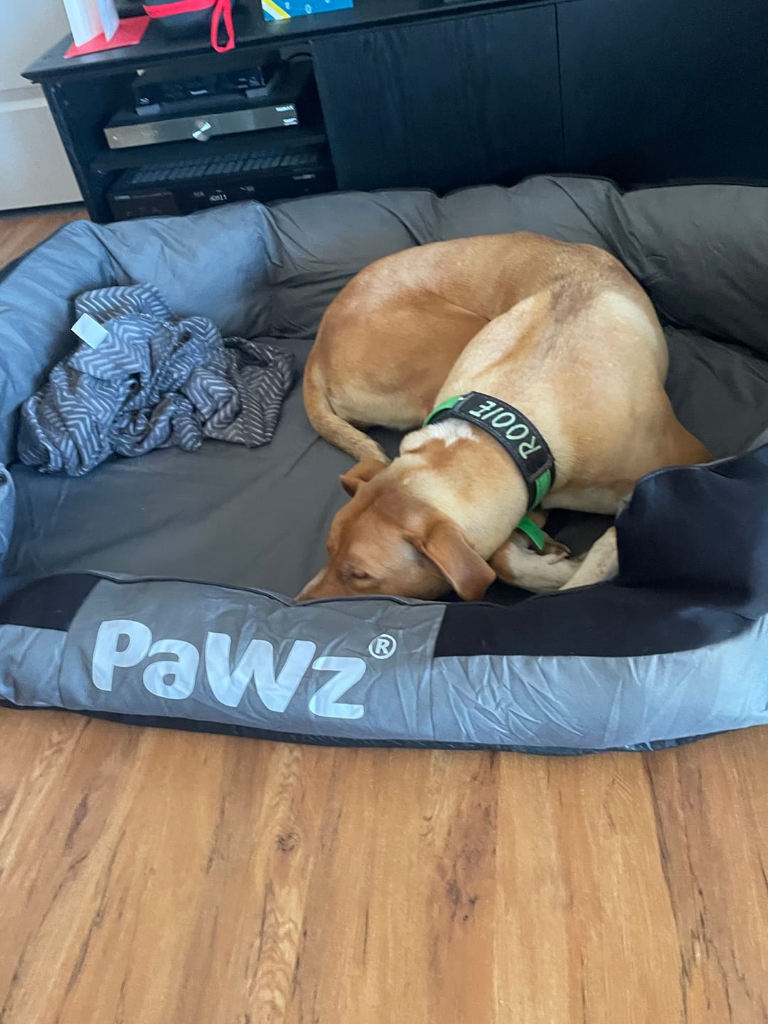 Customer photo review of PaWz waterproof heavy-duty bed