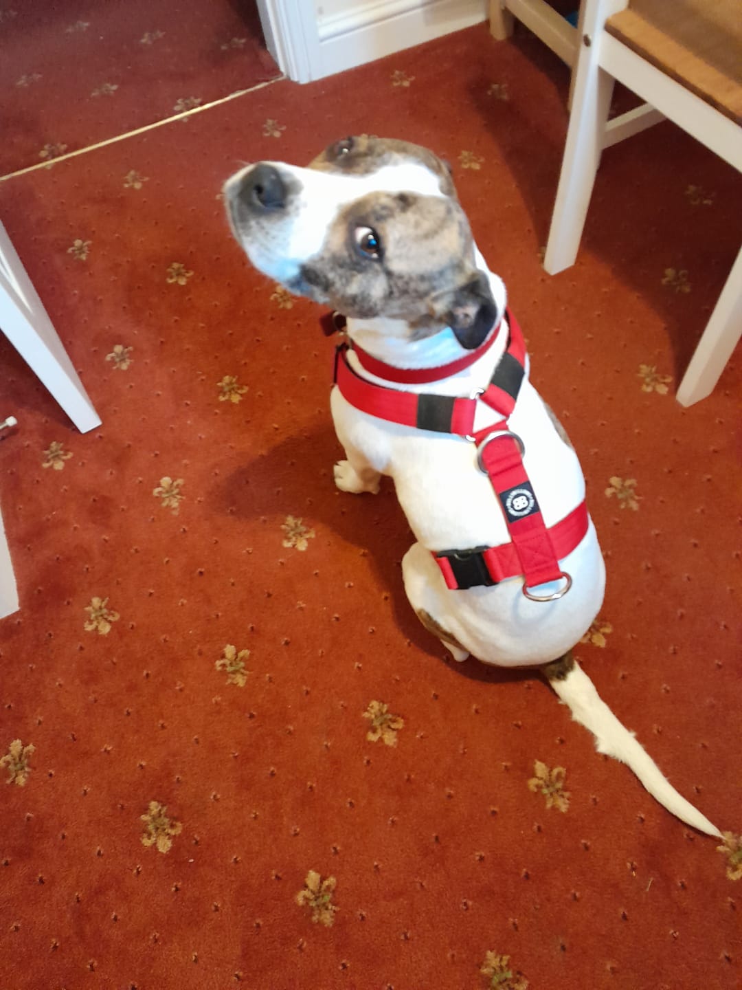 Customer photo review of Double Ended Training Lead | All Breeds - Durable & Soft 2m Lead - Red