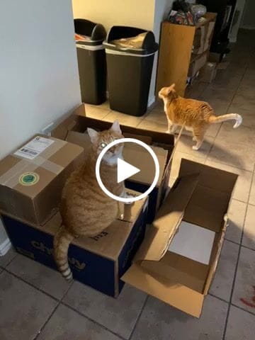 Customer video review of Royal Canin Veterinary Diet - Urinary SO+ Satiety Dry Cat Food