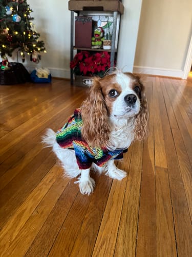 Customer photo review of Playa Poncho - Surprise Color