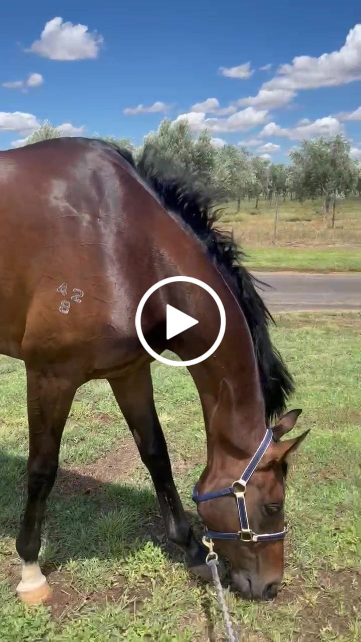 Customer video review of Digestive HP
