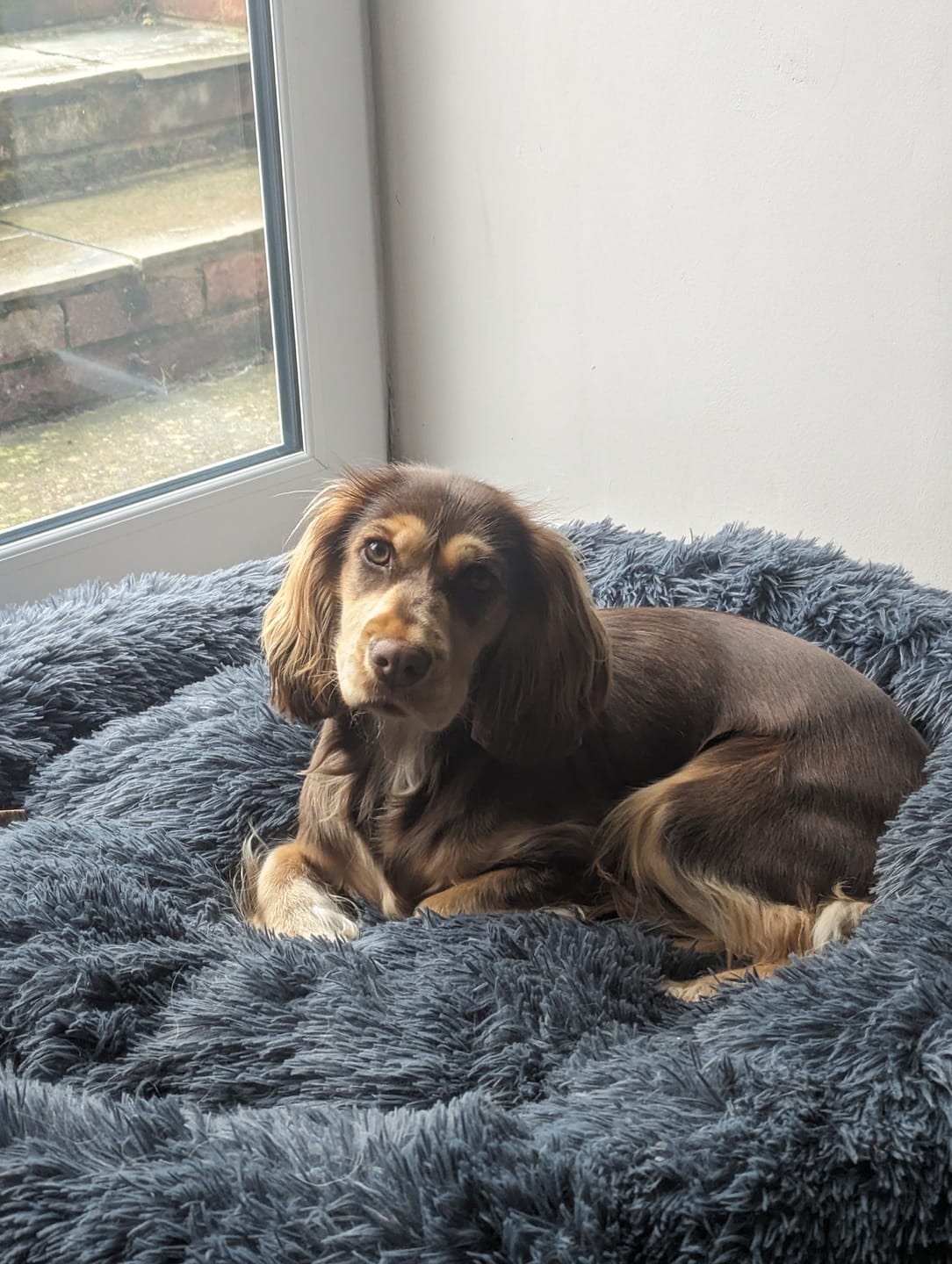 Customer photo review of Spare Calming Dog Bed Cover