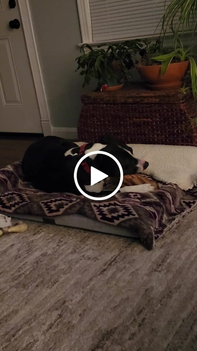 Customer video review of Cow Ears