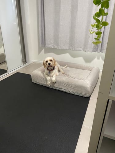 Customer photo review of Orthopedic Memory Foam Dog Bed | 25% Off