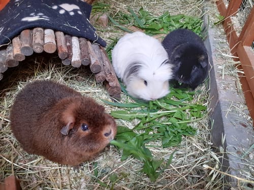 Customer photo review of Meadow Hay Box